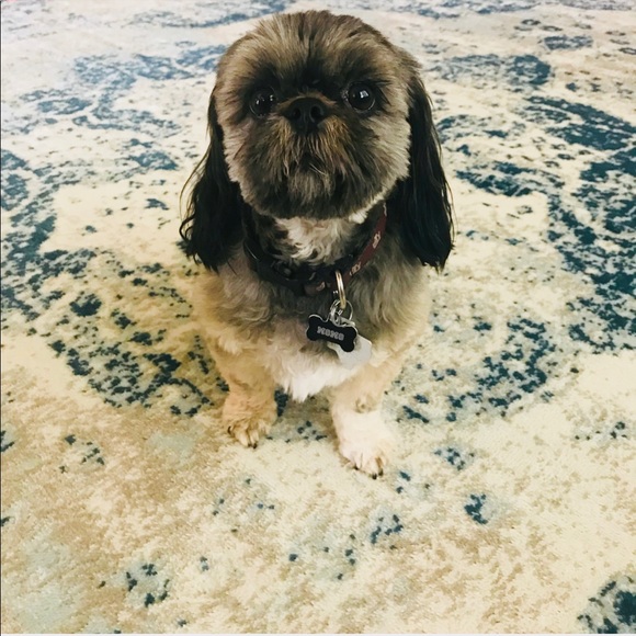 Meet your Posher, Lisa - Picture 3 of 3